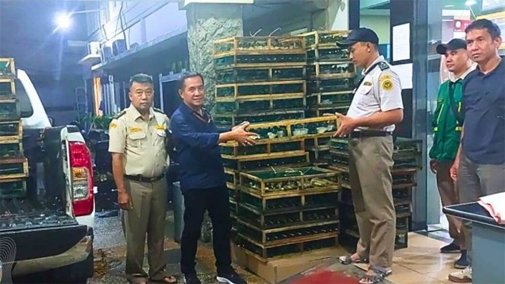 Penyelundupan 2.723 burung madu pengantin ke Surabaya digagalkan polisi. Ratusan mati, dua pelaku diamankan, satwa dievakuasi ke KSDA Jatim.