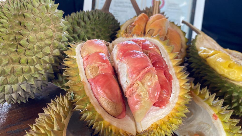 HARGA LEBIH MAHAL: Populasi durian merah tersebar di dua wilayah, yakni Kecamatan Songgon dan Kecamatan Glagah.