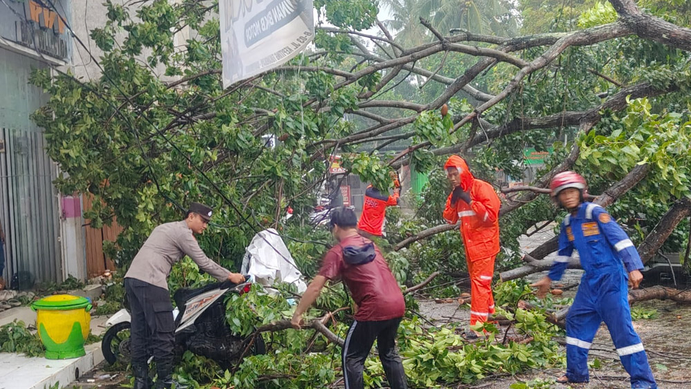 DIGERGAJI: Tim gabungan dari Polsek Banyuwangi dan BPBD mengevakuasi pohon tumbang yang berlokasi di Jalan Kepiting, Banyuwangi, Jumat (20/2).