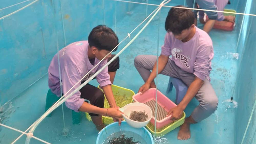 Santri Ponpes Entrepreneur Kelautan Nurul Quran Sumberkencono melakukan perawatan ratusan ribu bibit ikan kakap putih.