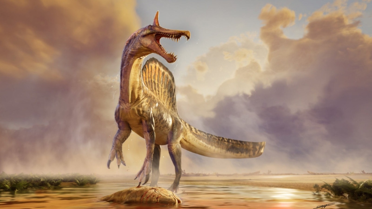 Fosil Spinosaurus mirabilis ditemukan di Niger.
