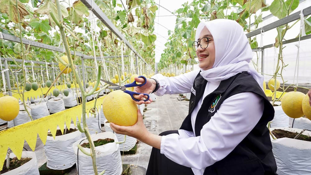 Ipuk tinjau melon hidroponik di Kalibaru Banyuwangi, panen 1.000 buah tiap dua pekan, dorong pertanian modern.