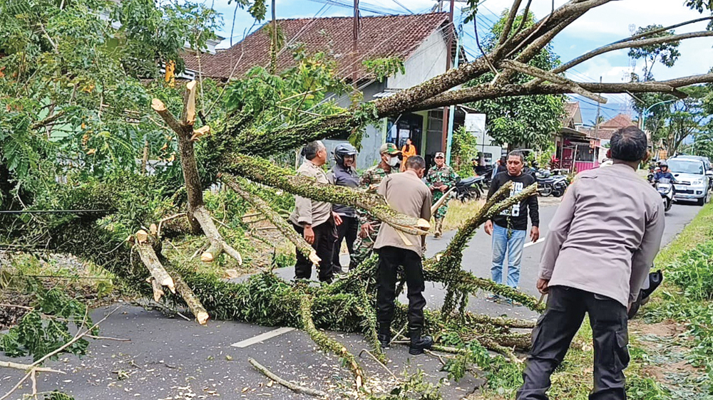 TANDANG BARENG: Petugas Polsek Songgon bersama warga dan BPBD melakukan evakuasi pohon trembesi yang ambruk diterpa angin, Jumat (27/2).