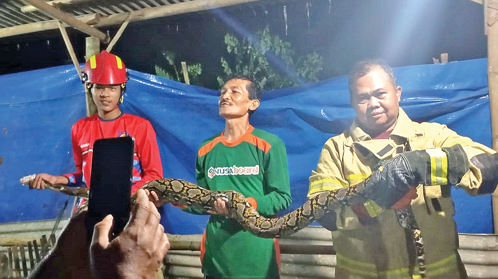 Tim Damkarmat Sektor Srono menunjukkan ular piton yang berhasil dievakuasi dari kandang ayam di Desa Kepundungan, Kecamatan Srono, pada Minggu malam (1/3).