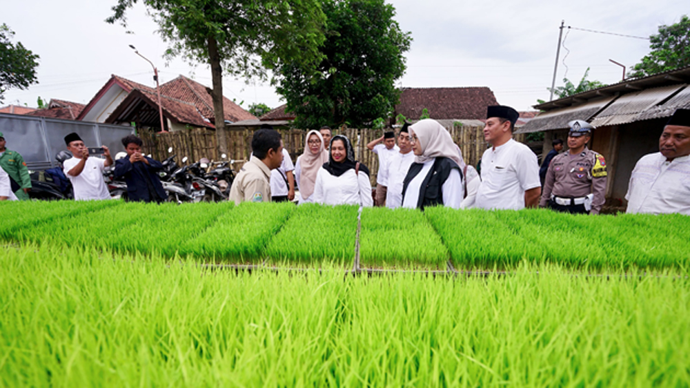MEMANFAATKAN TEKNOLOGI: Bupati Ipuk Fiestiandani meninjau meninjau penyemaian bibit memanfaatkan grain seeder di Kecamatan Rogojampi pada Minggu (1/3).