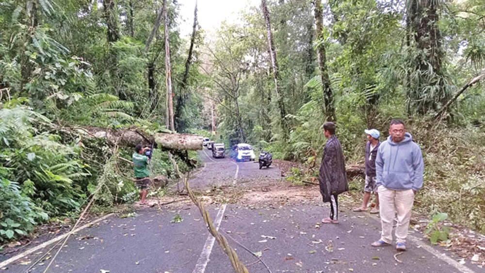 MENGHALANGI JALAN: Pohon tumbang yang melintang di Sengkan Slamet, Desa Tamansari, Kecamatan Licin, langsung dipotong, Kamis (5/3).