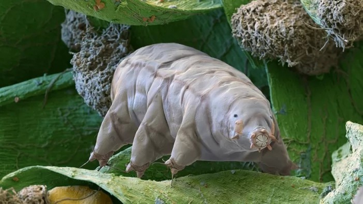 Tardigrada takluk oleh tanah simulasi Mars dalam 2 hari.