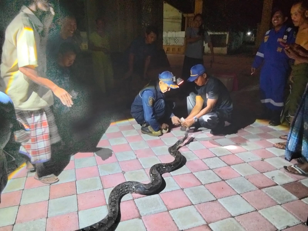 Petugas Damkarmat mengevakuasi ular sanca dari kawasan permukiman warga di Desa Sukojati, Kecamatan Blimbingsari pada Kamis (12/3).