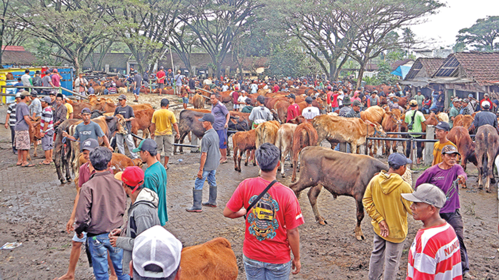 RAMAI: Suasana Pasar Hewan Desa Karangharjo, Kecamatan Glenmore, Jumat (13/3).