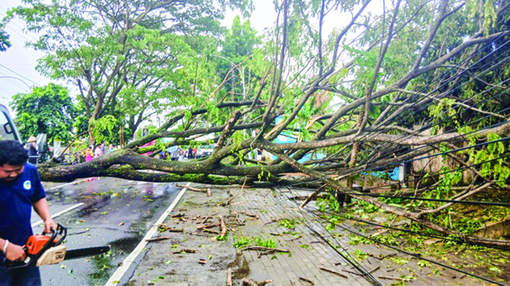 Tim gabungan saat bergotong royong mengevakuasi pohon tumbang di wilayah Kecamatan Singojuruh pada Sabtu (14/3).
