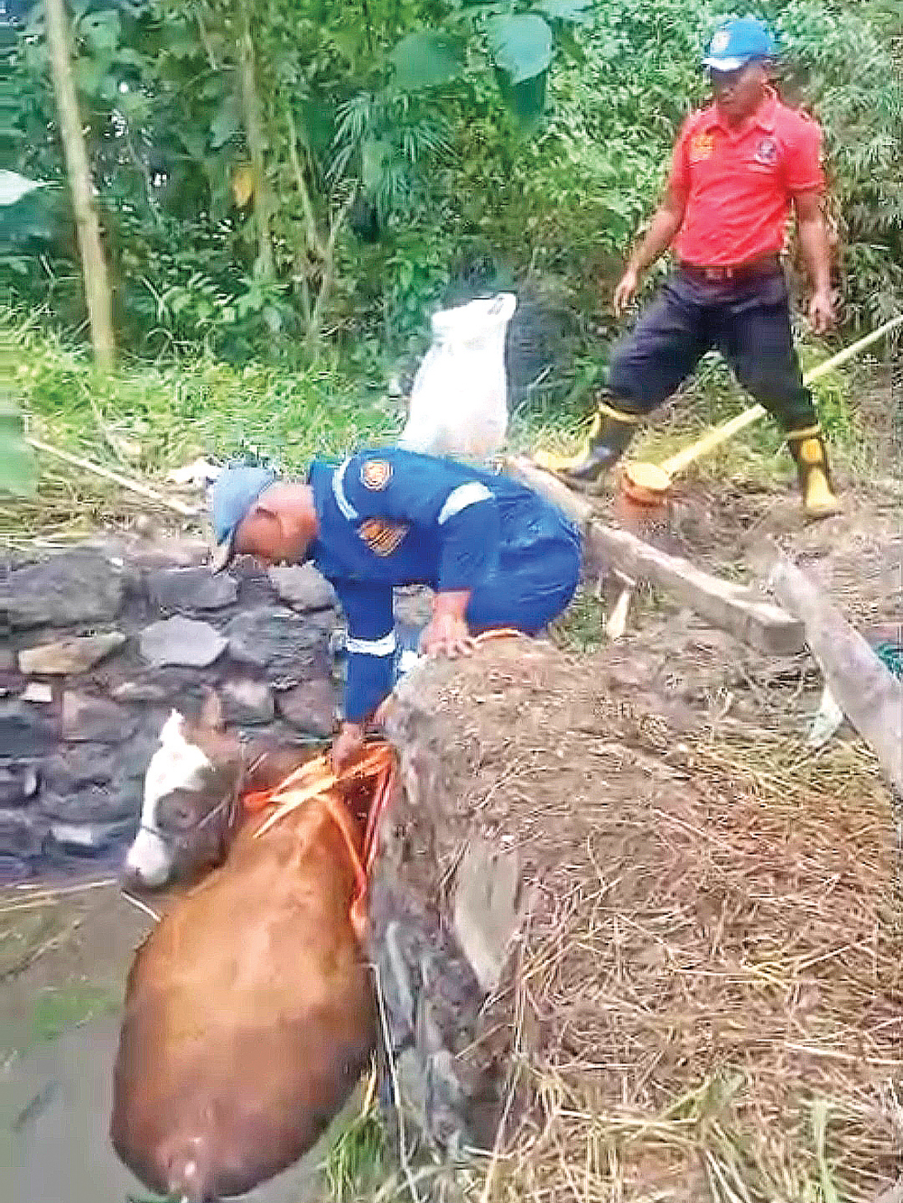 Petugas Damkamat Sektor Bangorejo sedang mengevakuasi seekor sapi yang terperosok ke tempat pembuangan limbah di Desa Glagahagung, Purwoharjo, Minggu (15/3).