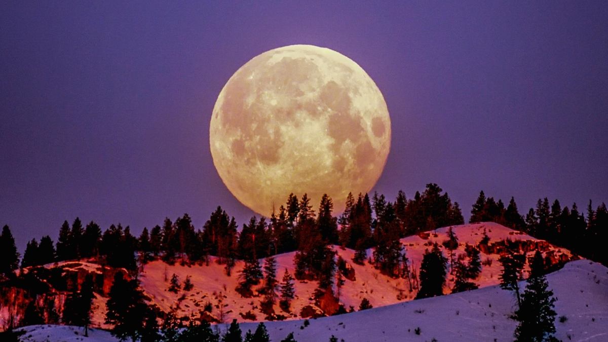 Ilustrasi pink moon.