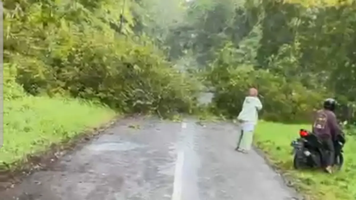 MELINTANG: Pohon jati roboh menutup jalan menuju destinasi wisata Pantai Grajagan, Kecamatan Purwoharjo, Kamis (26/3). (Subhan for Radar Banyuwangi)