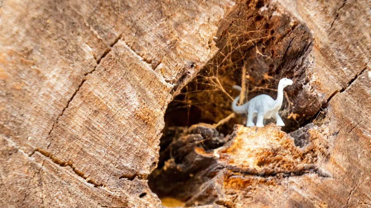 Ilmuwan menemukan dinosaurus baru Doolysaurus huhmini di Korea Selatan. (Pexels/Magda Ehlers)