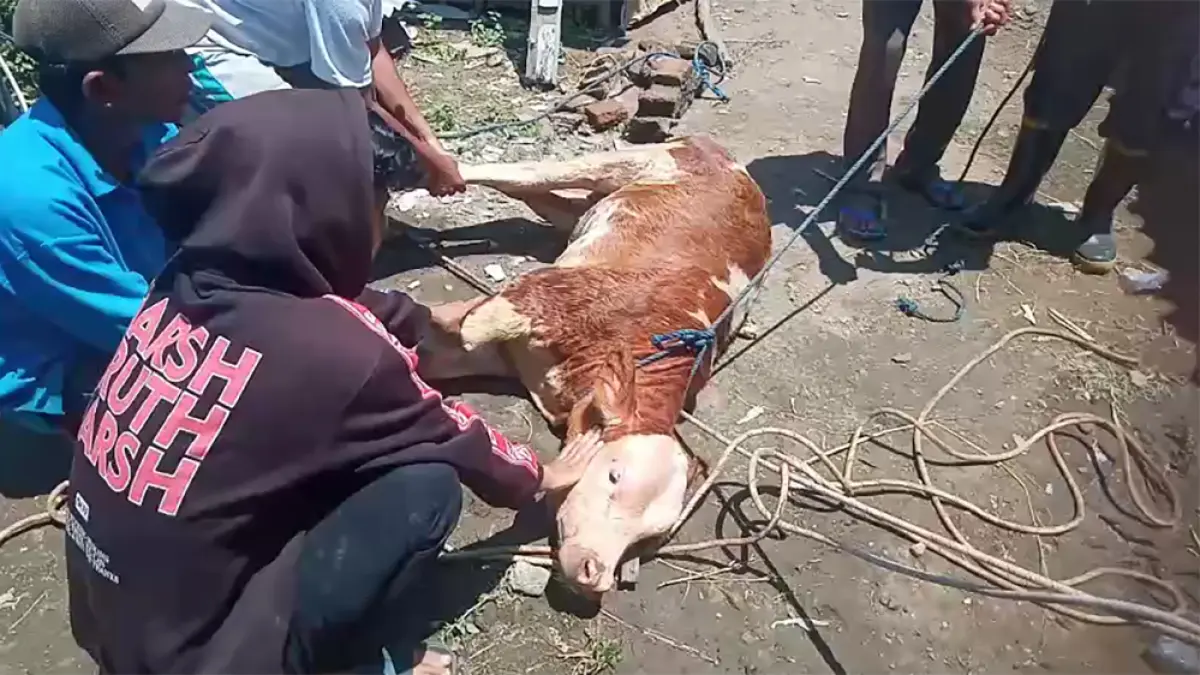 Damkarmat Banyuwangi Evakuasi Pedet Terperosok ke Sumur 12 Meter di Kaligung, Berhasil Diselamatkan Hidup. (Tangkapan Layar)