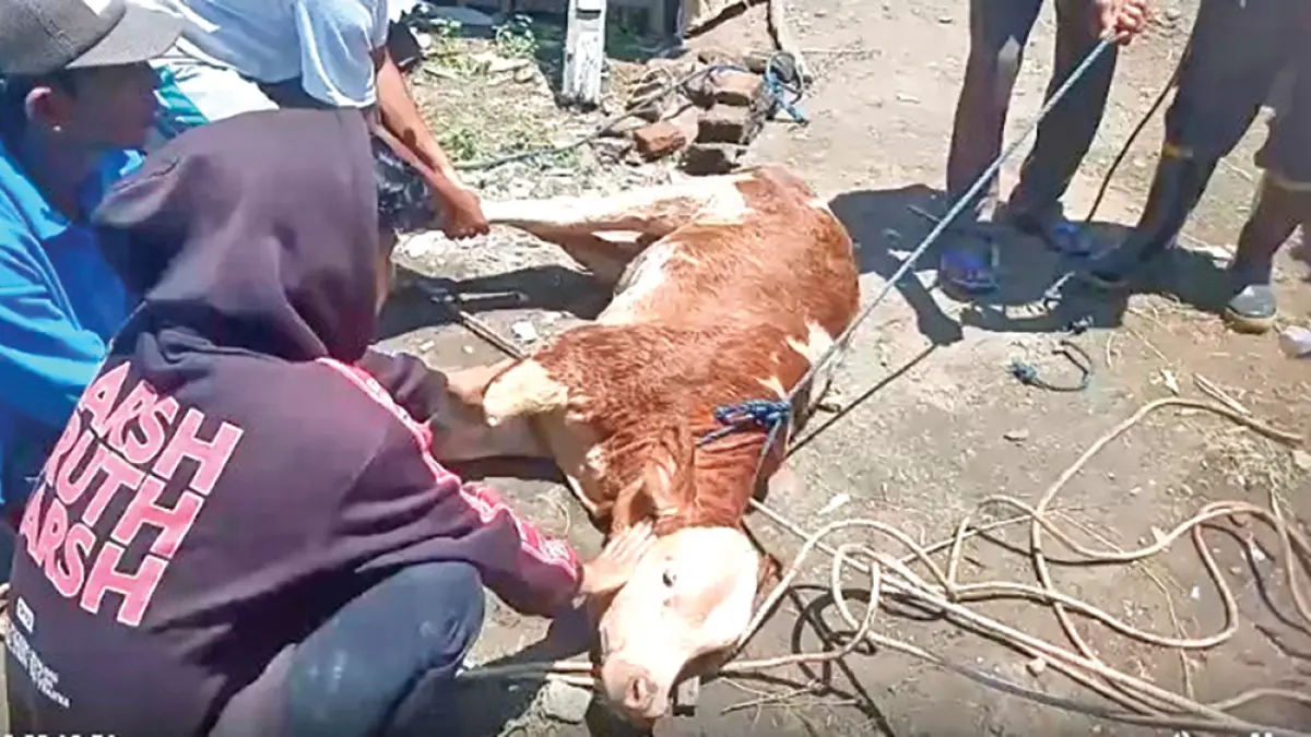 TENGGELAM: Sapi pedet milik warga Desa Kaligung, Kecamatan Blimbingsari berhasil dievakuasi usai masuk sumur, Jumat (3/4). (Kadafi for Radar Banyuwangi)
