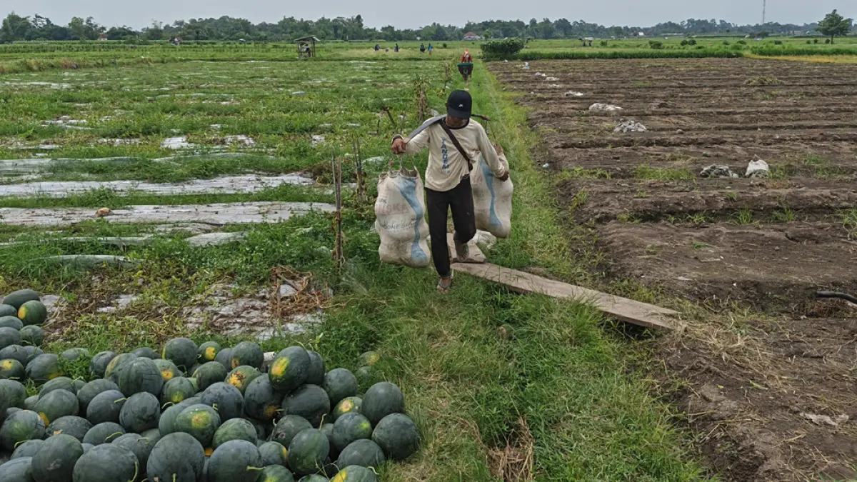 Pekerja memikul semangka hasil panen di area persawahan Desa Tembokrejo, Kecamatan Muncar, akhir Januari lalu (30/1). Lapangan usaha pertanian, kehutanan, dan perikanan menyumbang 26,28 persen PDRB tahun 2025. (Zamrozi Wahyu/Radar Banyuwangi)