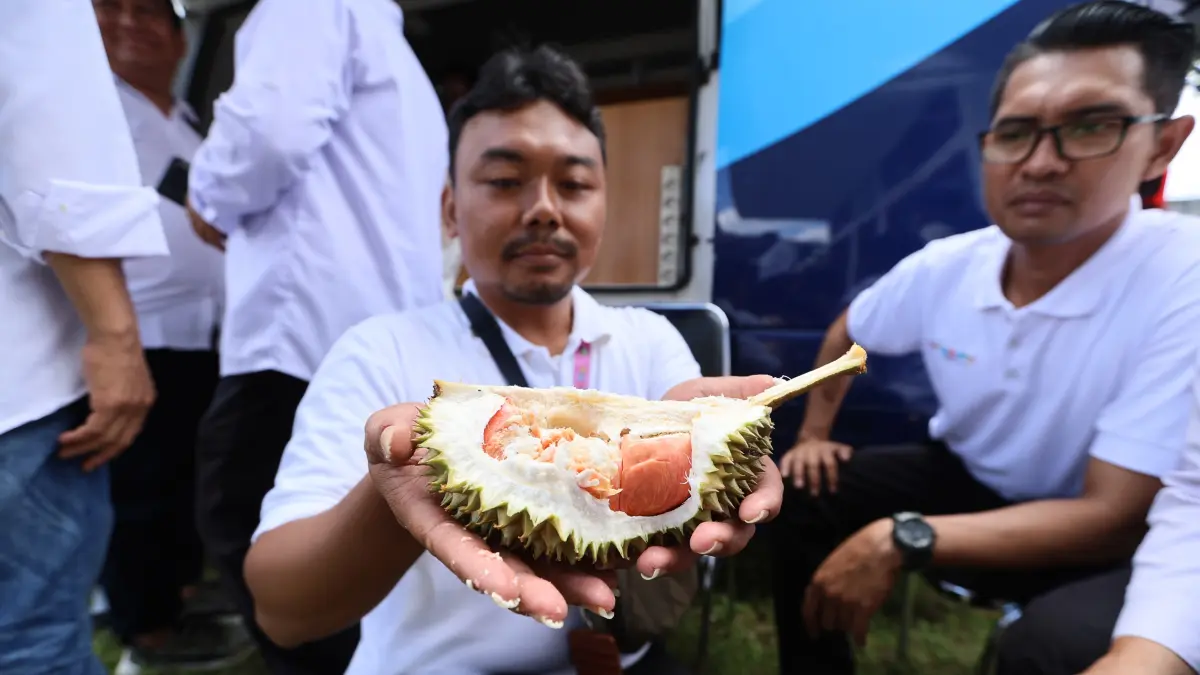 Festival Durian Songgon 2026 dorong promosi durian lokal Banyuwangi meski produksi turun 70 persen, tetap diserbu wisatawan. (Dini for Radar Banyuwangi_