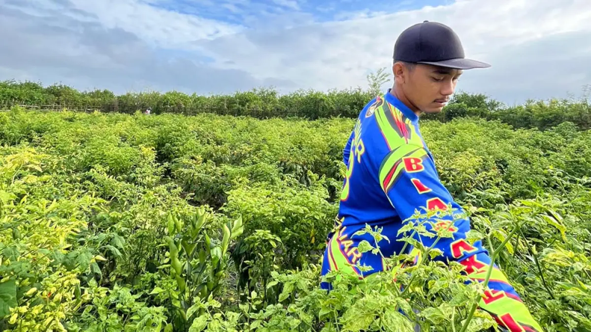 MEMERIKSA TANAMAN: Petani sedang mengecek kondisi cabai rawit di persawahan Desa Sambimulyo, Kecamatan Bangorejo, Senin (6/4). (Zamrozi Wahyu/Radar Banyuwangi)