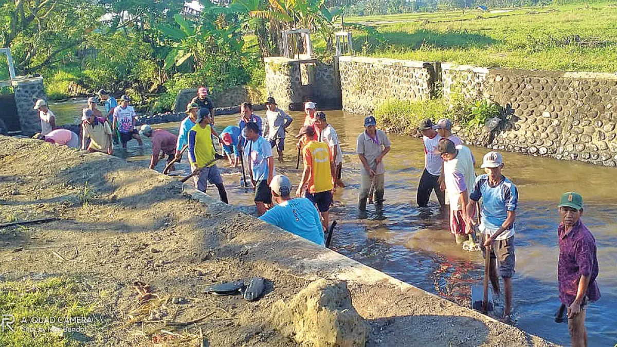MENUMPUK: Petugas Pengairan dan petani bersihkan walet untuk perlancar aliran air menjelang MK 1 di Sungai Badeng Desa Alasmalang, Kecamatan Singojuruh pada Senin (6/4). (Heru Mayangkoro for Radar Banyuwangi)