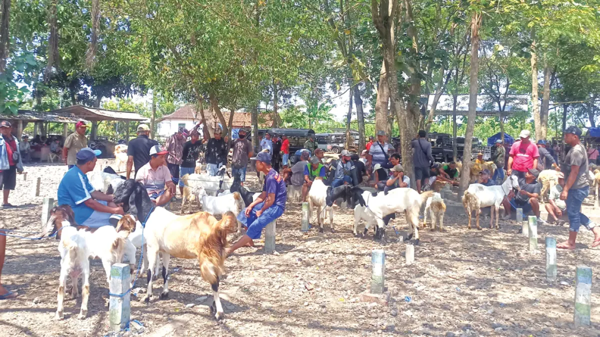 RAMAI: Situasi Pasar Hewan di Desa Wringinpitu, Kecamatan Tegaldlimo, Minggu (12/4). (Zamrozi Wahyu/Radar Banyuwangi)