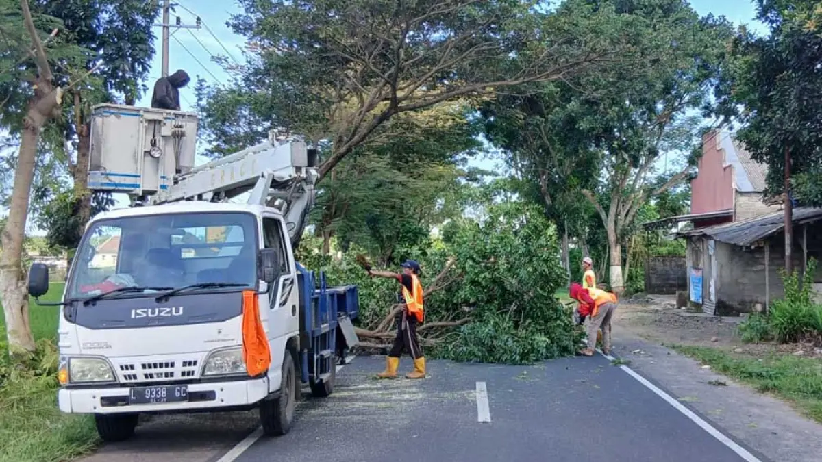 RAWAN ROBOH: Pohon naungan jalan di ruas penghubung Kecamatan Singojuruh dan Rogojampi, tepatnya di Dusun Wonorekso, Desa Alasmalang, Kecamatan Singojuruh, dipangkas pada Sabtu (11/4). (Rudianto for Radar Banyuwangi)