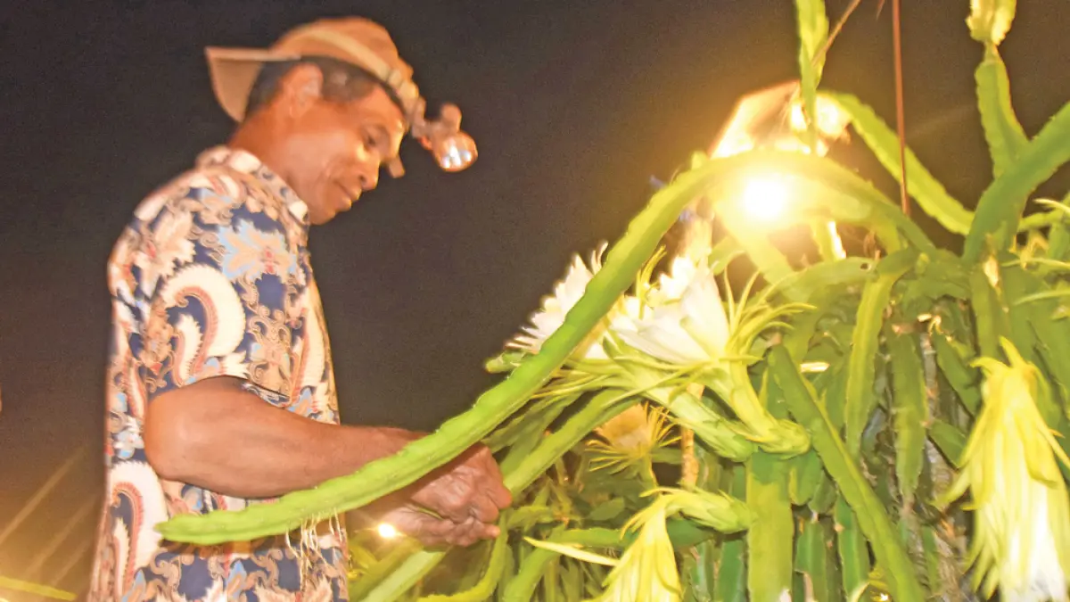 AGAR BERBUAH: Petani buah naga mengawinkan bunga tanaman buah naga di area persawahan Desa Kradenan, Kecamatan Purwoharjo, Minggu malam (12/4). (Zamrozi Wahyu/Radar Banyuwangi)