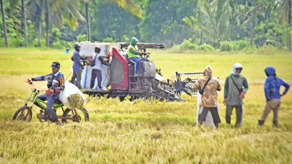 PANEN RAYA: Buruh manol sedang mengangkut gabah milik petani di persawahan Kecamatan Singojuruh, Selasa (14/4). (Zamrozi Wahyu/Radar Banyuwangi)