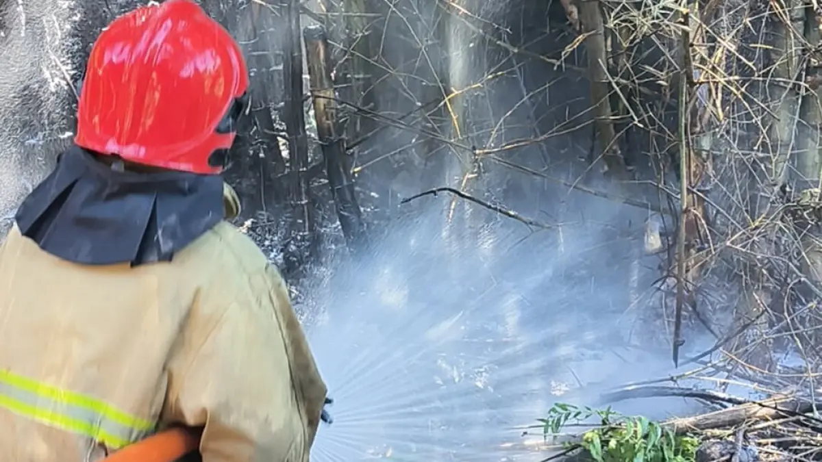 PENDINGINAN: Petugas Damkarmat menyemprotkan air ke rumpun bambu untuk memastiksan tidak ada bara api yang berpotensi menimbulkan kebakaran ulang di lahan bambu terjadi di Dusun Krajan, Desa Bajulmati, Kecamatan Wongsorejo, Rabu (15/4). (Damkarmat Banyuwangi)