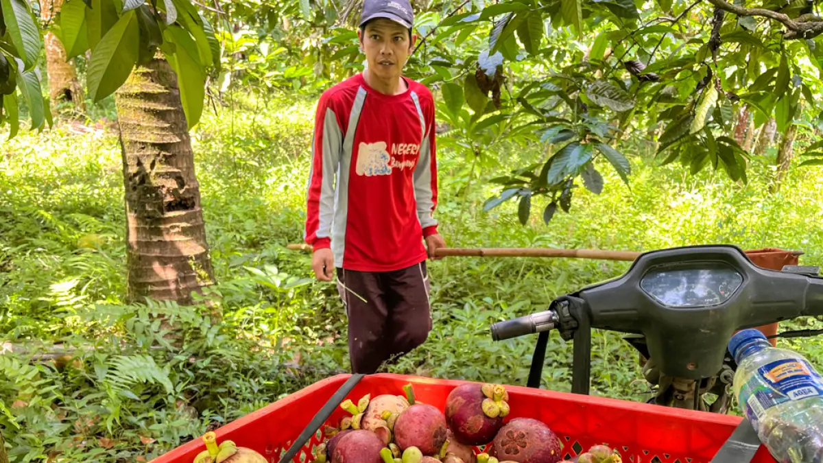 MELESAT: Warga memanen manggis di wilayah Kecamatan Kalipuro. (Ramada Kusuma/Radar Banyuwangi)