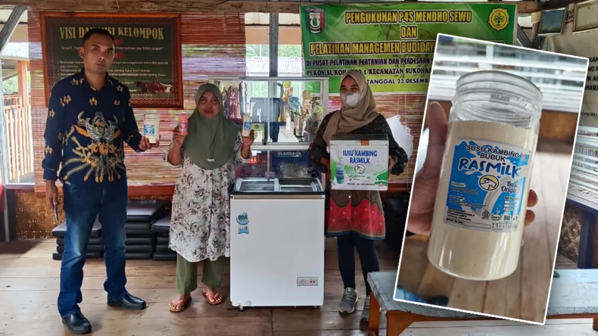 UMKM Ras Farm Lampung berkembang dari 1 jadi 100 kambing berkat KUR BRI. Dorong produksi susu kambing dan serap tenaga kerja lokal. (foto: BRI)