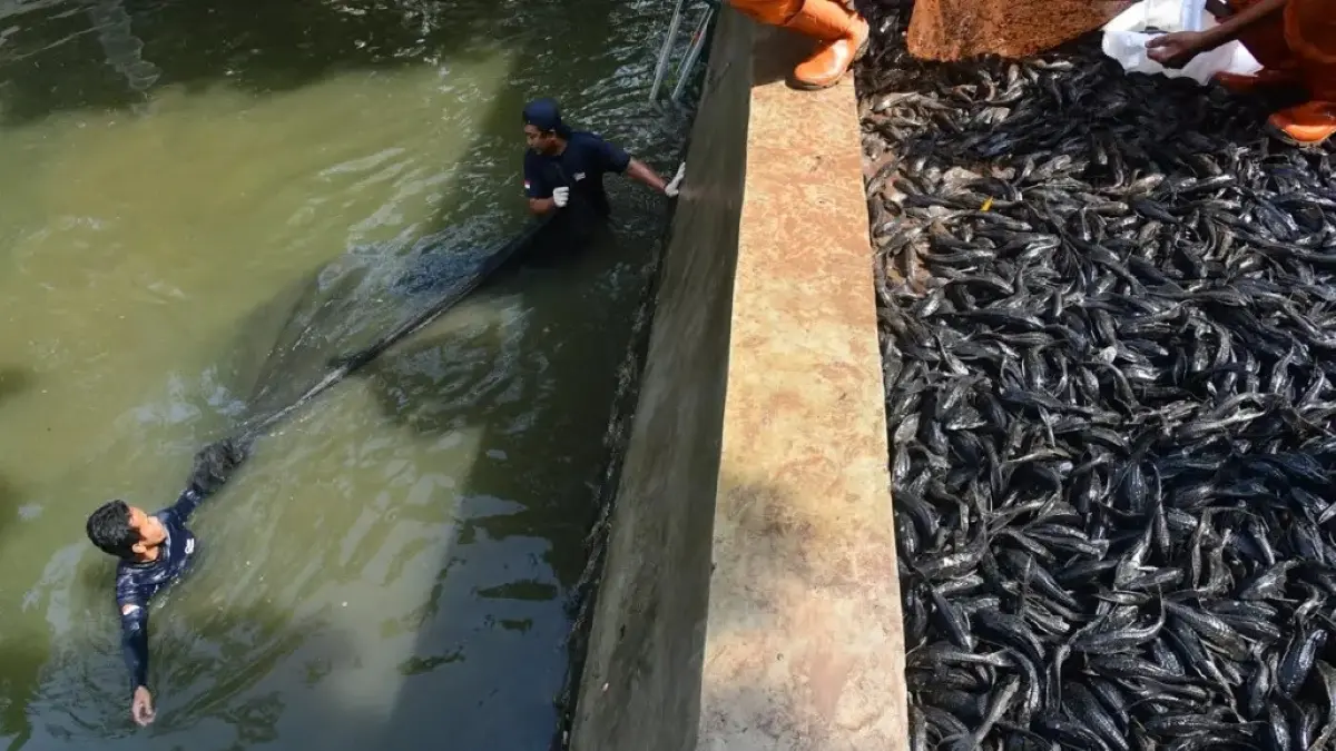 Ikan sapu-sapu terbukti invasif dan merusak ekosistem perairan Indonesia. (JawaPos.com)