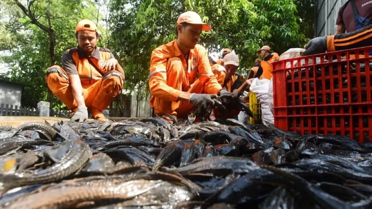 MUI menyoroti metode penguburan ikan sapu-sapu hidup-hidup di Jakarta. (JawaPos.com)