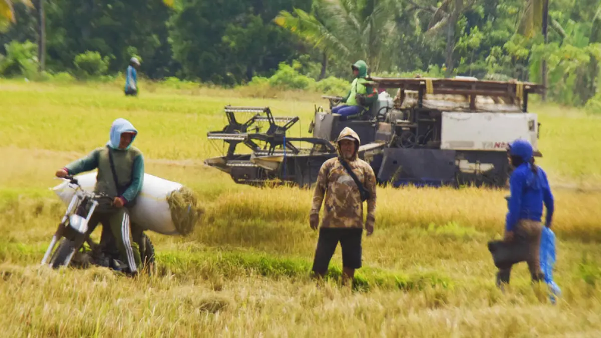 PANEN RAYA: Buruh manol mengangkut gabah dari sawah menuju jalan raya di wilayah Kecamatan Singojuruh pada Selasa pekan lalu (14/4). (Zamrozi Wahyu/Radar Banyuwangi)
