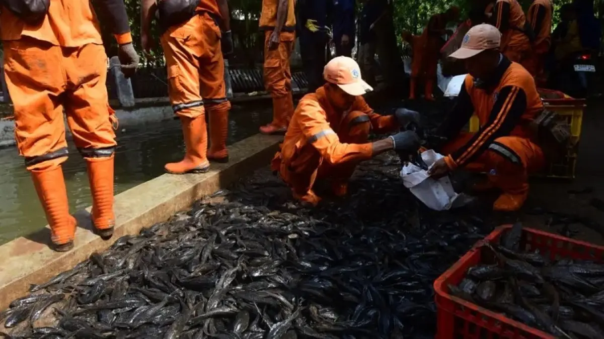 Susi Pudjiastuti mengusulkan ikan sapu-sapu di Jakarta dimanfaatkan sebagai pakan dan pupuk. (JawaPos.com)