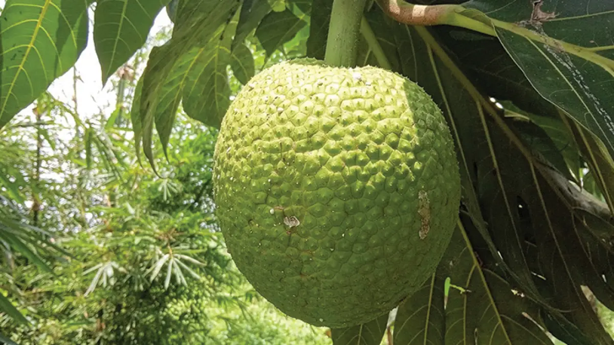 Buah sukun kaya akan manfaat bagi kesehatan tubuh. (Solo Balapan)