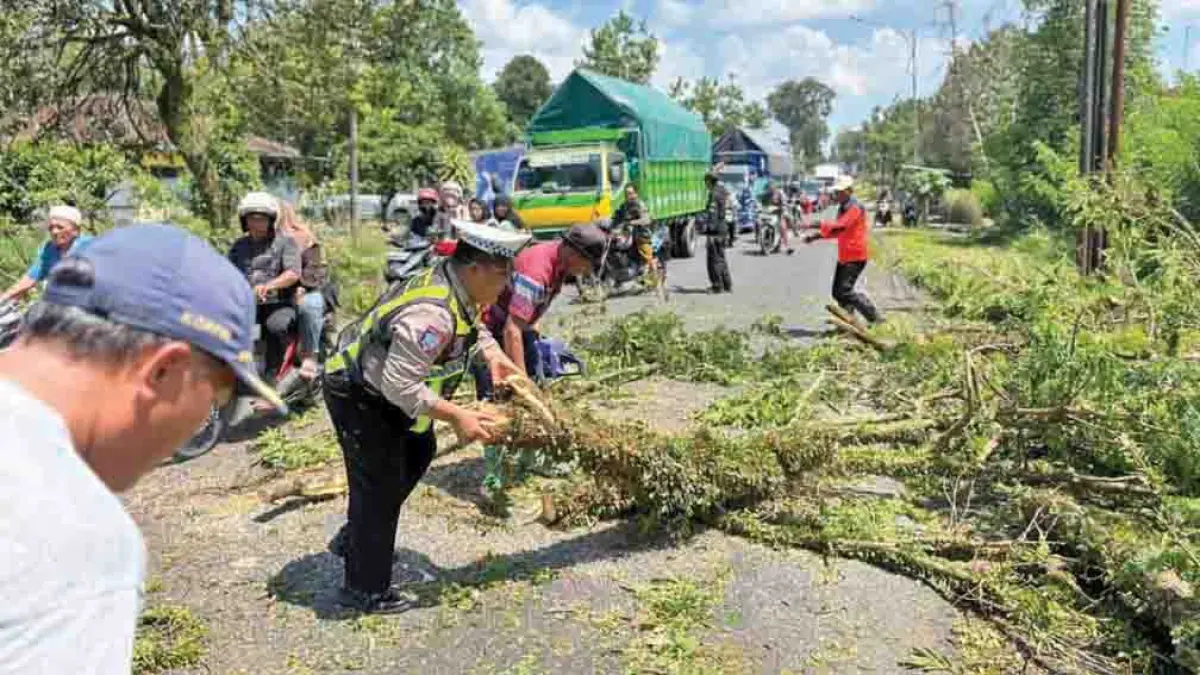 EVAKUASI: Petugas gabungan memangkas pohon trembesi yang nyaris roboh di jalan nasional Dusun Tegalgondo, Desa Kajarharjo, Kecamatan Kalibaru, Jumat siang (24/4). (Salis Ali/Radar Banyuwangi)
