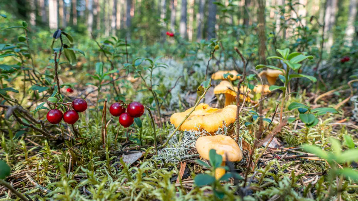 Ilustrasi food forest. (Pexels/Erik Karits)
