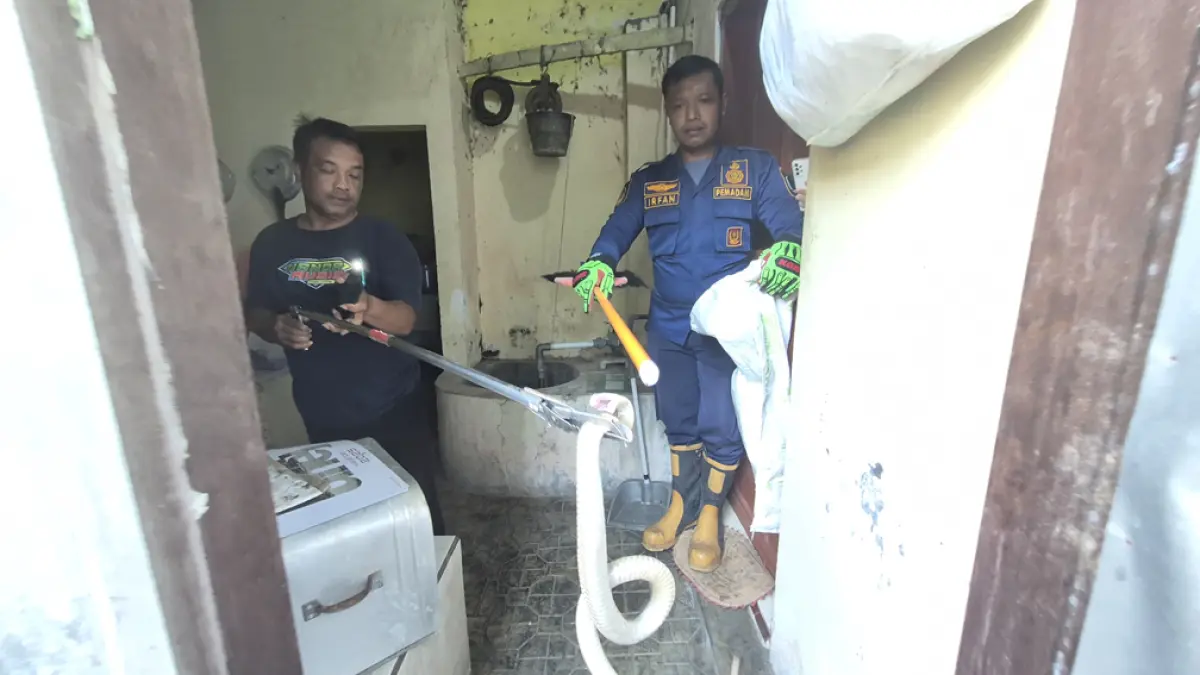 EVAKUASI:Petugas Damkarmat Genteng berhasil mengevakuasi ular berbisa di rumah warga Dusun Tojo Kidul, Desa Temuguruh, Kecamatan Sempu, kemarin (26/4). (Salis Ali/Radar Banyuwangi)