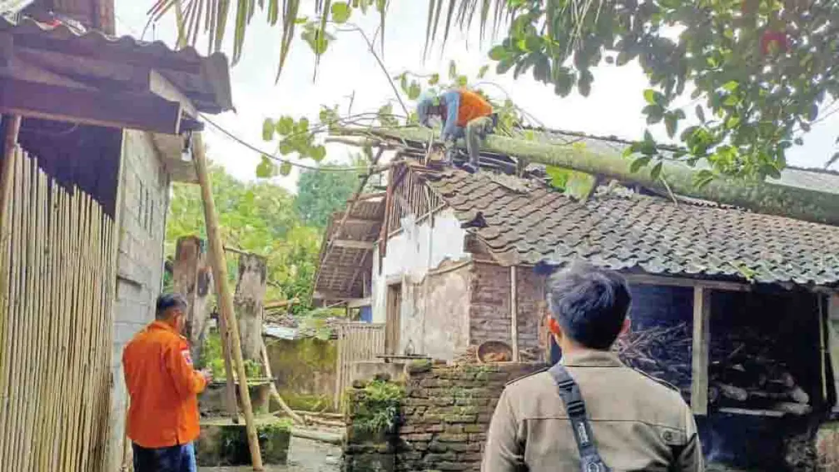 AMBRUK: Petugas gabungan membantu memindahkan batang pohon waru yang menimpa rumah warga Desa Yosomulyo, Kecamatan Gambiran, Senin (27/4). (Itnur Suyanto for Radar Banyuwangi)