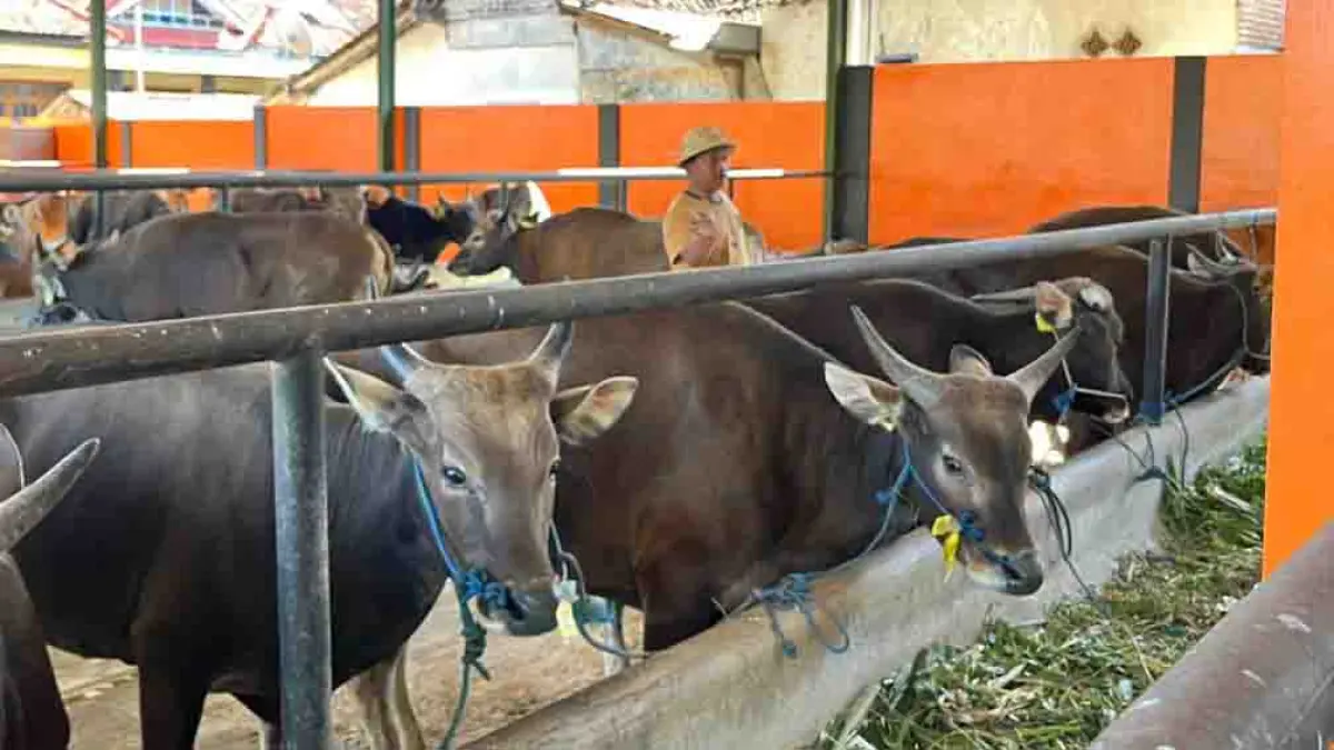 PERSEDIAAN IDUL ADHA: Pemkab Banyuwangi memastikan semua sapi yang beredar di Banyuwangi dalam kondisi sehat. (Fredy Rizki/Radar Banyuwangi)