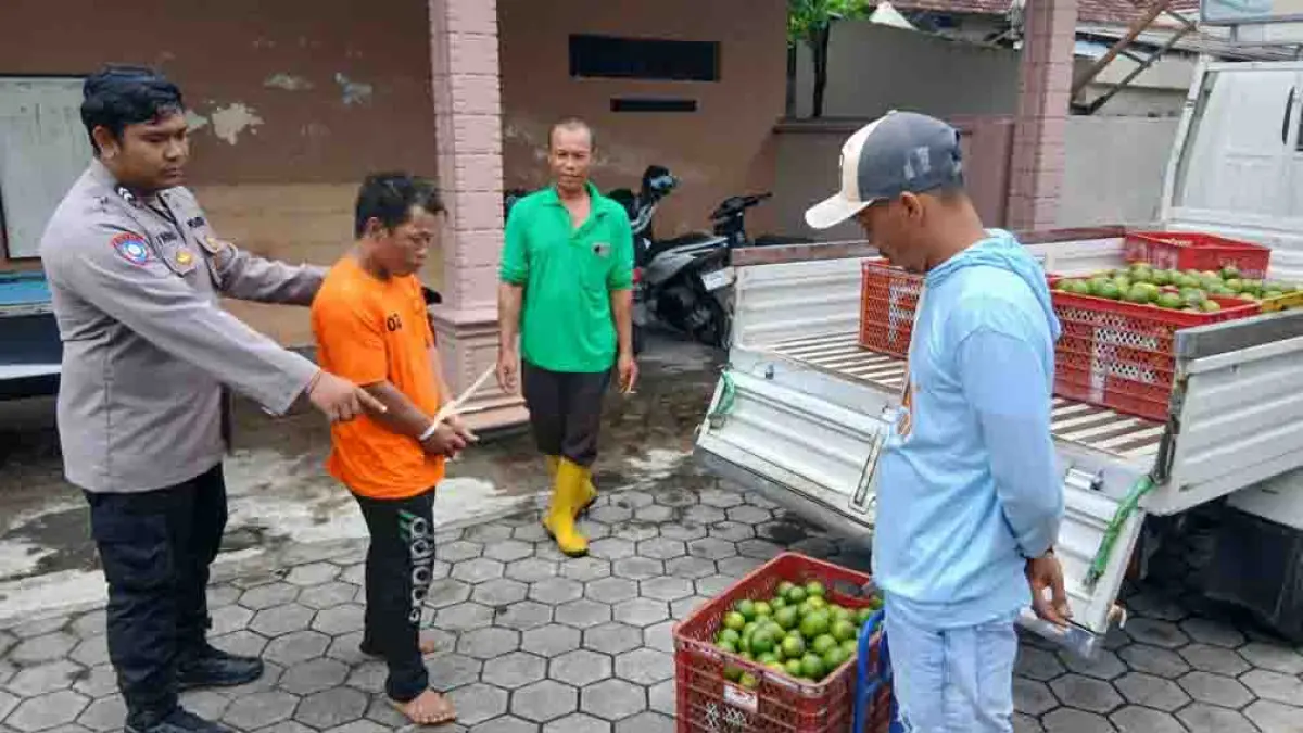 TERTANGKAP: Anggota Polsek Purwoharjo mengamankan pencuri jeruk di Desa Bulurejo, Kecamatan Purwoharjo, Senin (27/4). (Agus Sugiharto for Radar Banyuwangi)