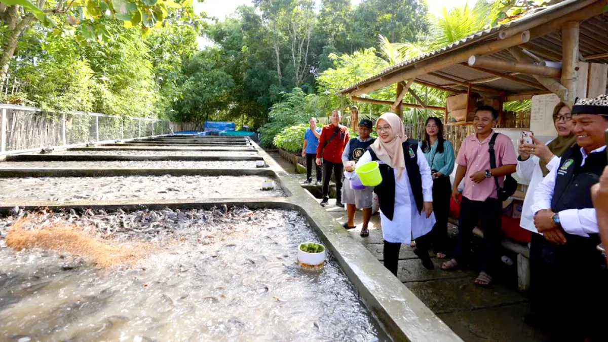 Yogi, pemuda Banyuwangi, sukses budidaya lele sistem air jernih. Produksi hingga 1 ton per hari, omzet tembus ratusan juta per bulan. (banyuwangikab.go.id)