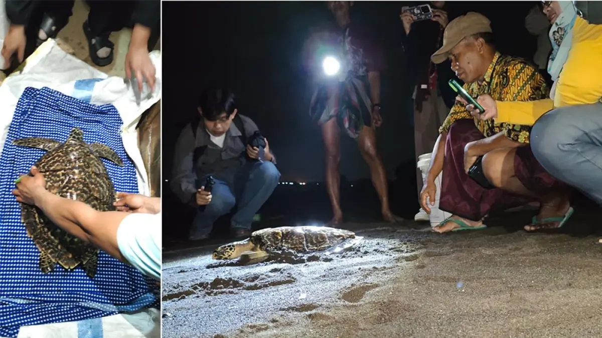 HEWAN DILINDUNGI: Warga dan petugas Pengelola Sumber Daya Laut (BPSDL) Banyuwangi melepasliarkan penyu sisik di Pantai Cemara tadi malam (29/4). (Lugas Rumpakaadi/Radar Banyuwangi)
