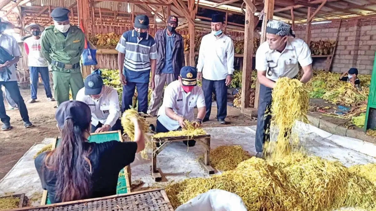 KOMODITAS UNGGULAN: Kades Muansin mengunjungi sentra tembakau di Desa Sidowangi beberapa waktu lalu. (Muansin for Radar Banyuwangi)