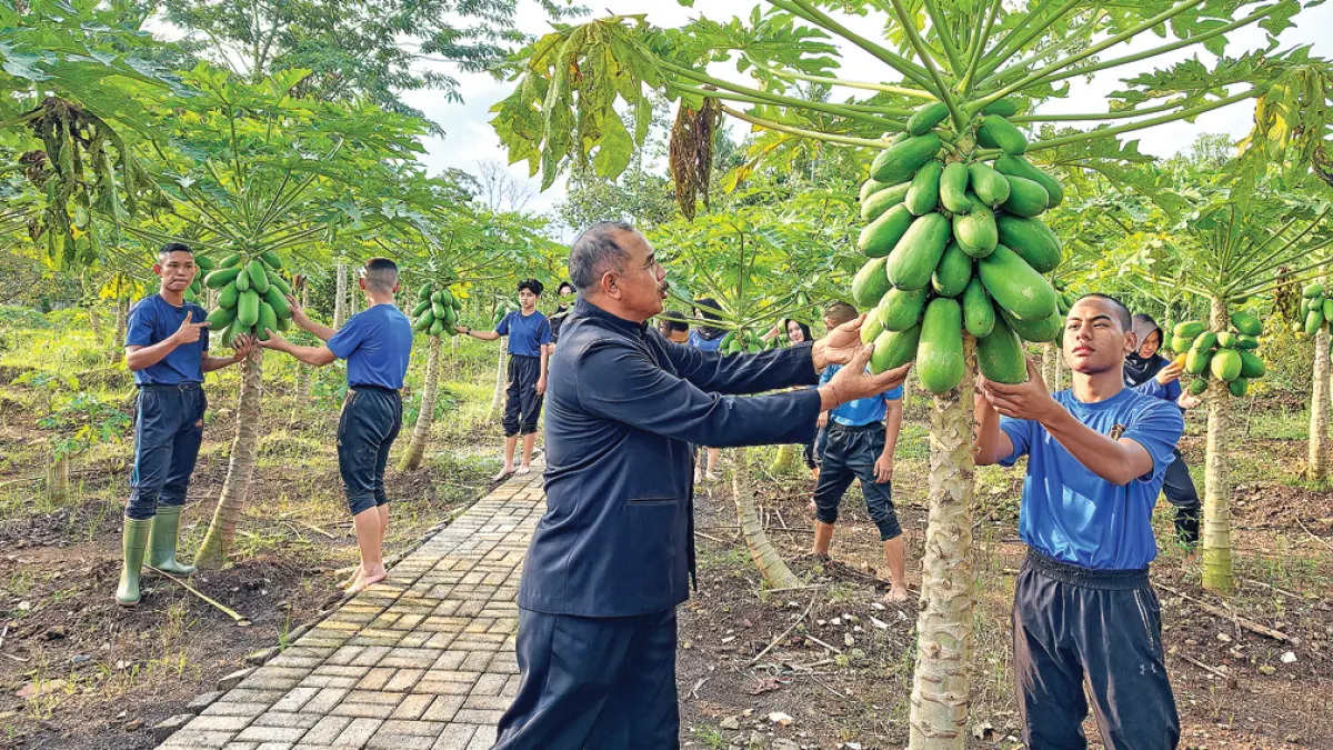 PANEN: Siswa bersama Plt Kepala Smadatara I Ketut Renen memanen pepaya yang ditanam di lingkungan sekolah. Selain pepaya, siswa bersama kasek juga memanen cabai yang juga ditanam dalam sebagai bagian upaya mendukung program ketahanan pangan. (Salis Ali/Radar Banyuwangi)