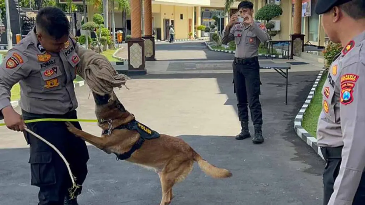 ENDUS JEJAK: Anggota Sat Samapta Polresta Banyuwangi melatih anjing K9 untuk mendukung tugas kepolisian, Senin (4/5). (Bagus Rio/Radar Banyuwangi)