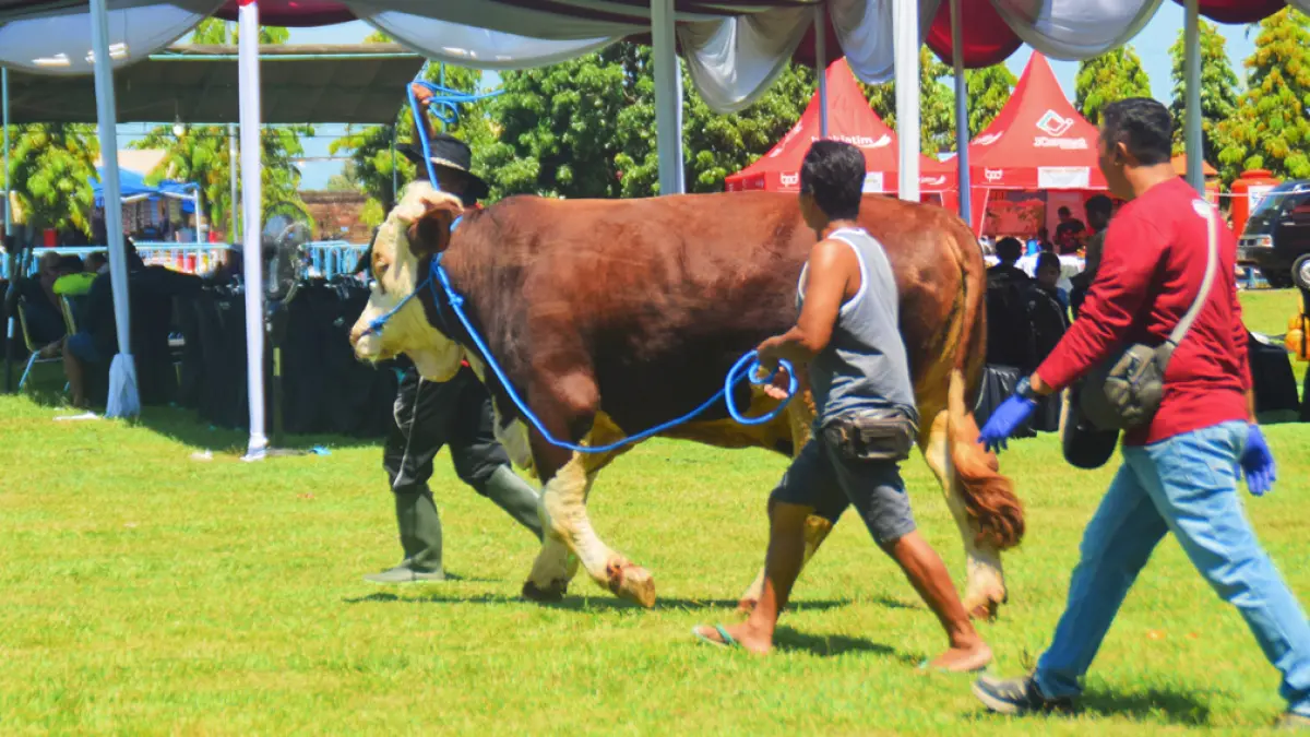 KONTES: Pemilik sapi menuntun ternaknya menuju area penilaian di lapangan Desa Kedungasri, Kecamatan Tegaldlimo yang dimulai sejak Selasa (5/5). (Zamrozi Wahyu/Radar Banyuwangi)