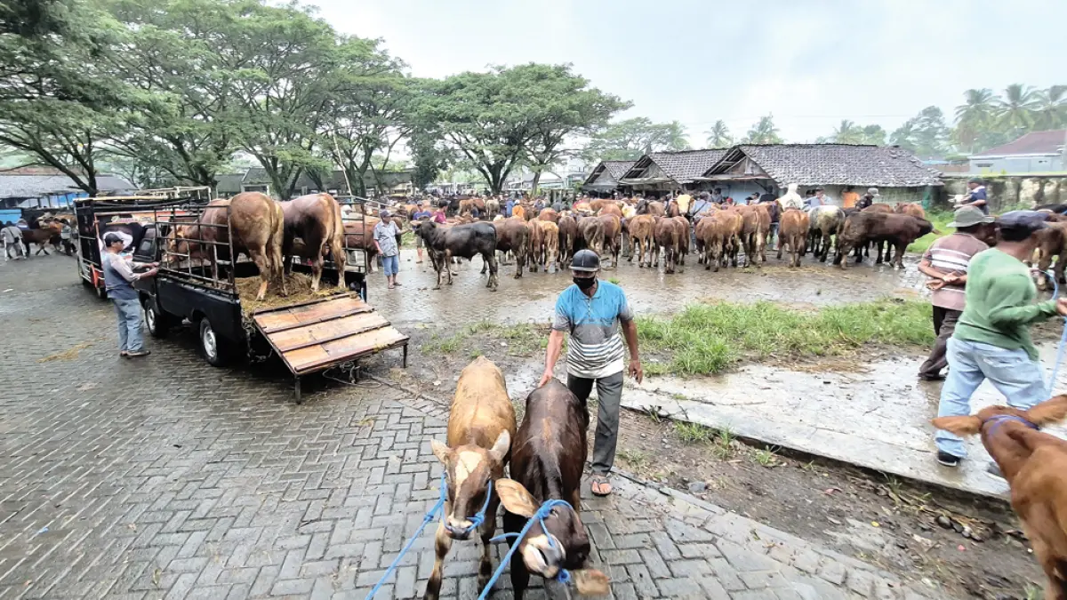 PERDAGANGAN TERNAK: Seorang pedagang sapi menuntut sapi anakan di Pasar Hewan Glenmore, Jumat (1/5) lalu. (Salis Ali/Radar Banyuwangi)