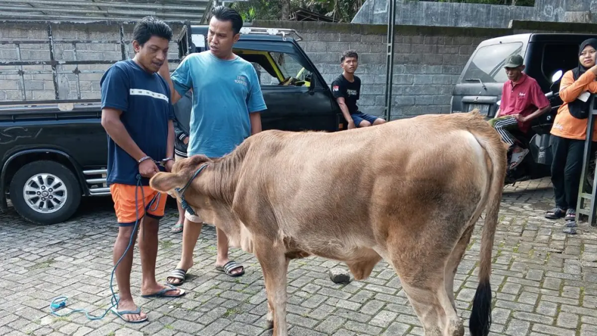 Jelang Idul Adha 2026, pria di Banyuwangi nekat curi sapi tetangga dan jual Rp6 juta. Polisi amankan pelaku, motif karena utang. (foto: Polsek Licin)